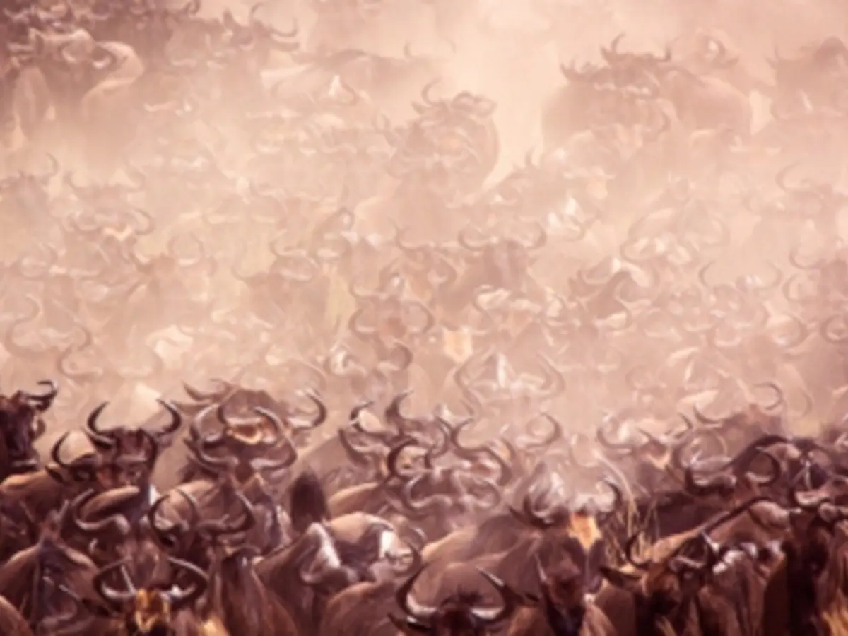 Combine d'Amboseli au Serengeti