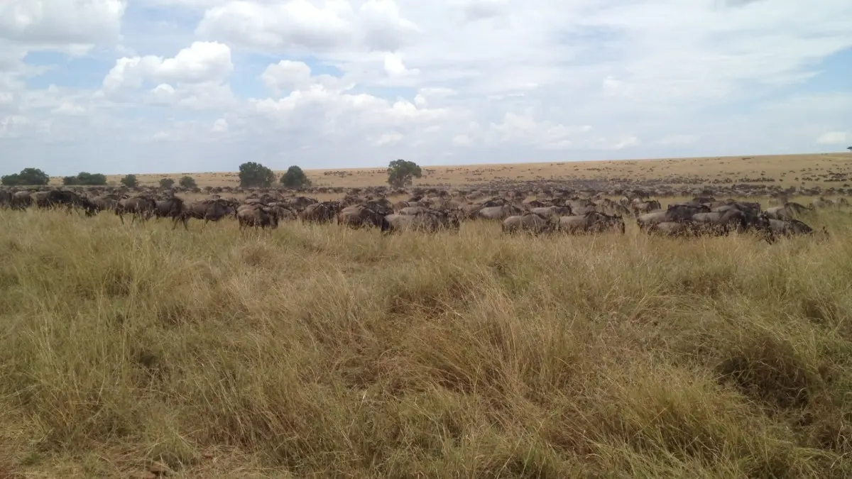 Combine d'Amboseli au Serengeti
