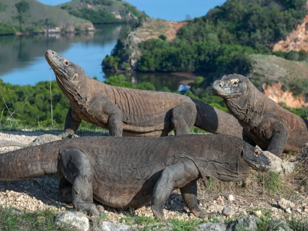 Komodo Seraya Package