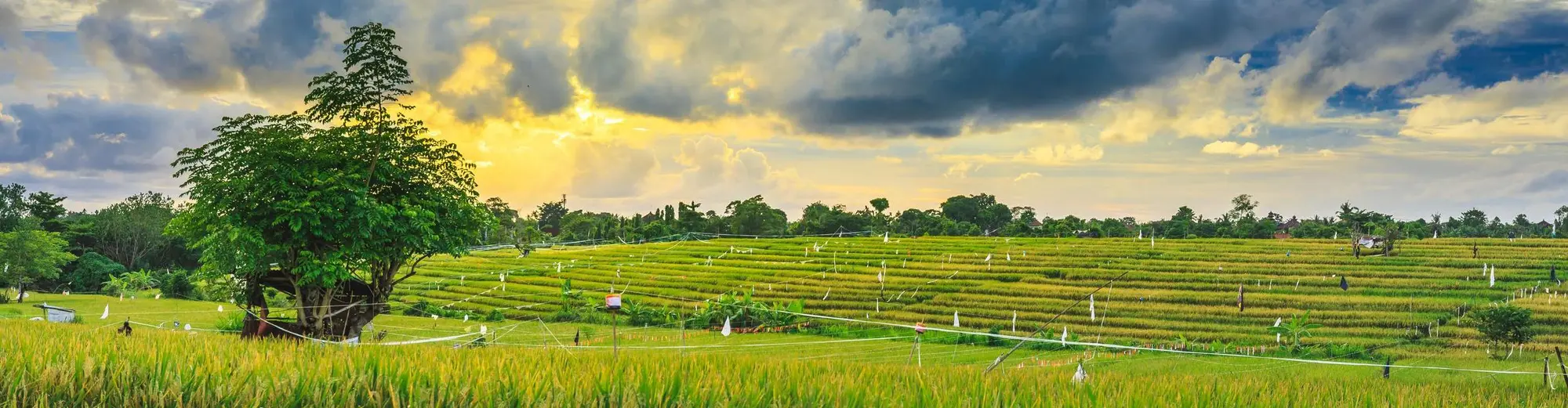 كانجو, أندونيسيا