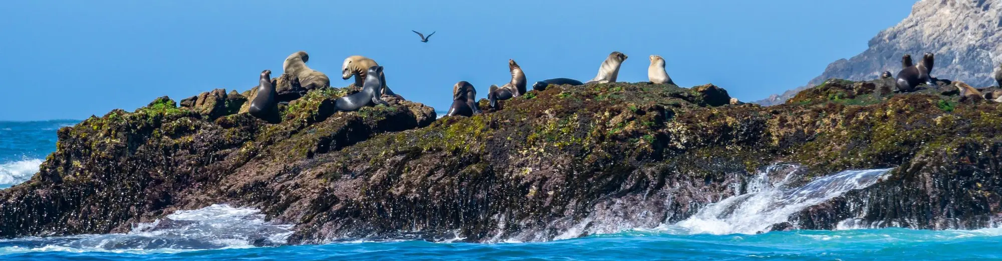 Farallon, Panama