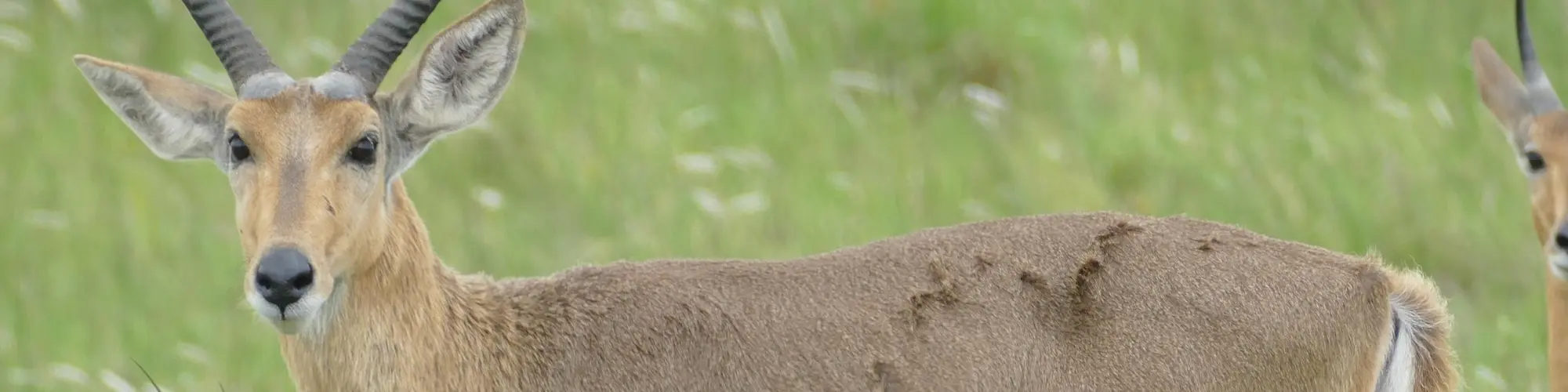 KwaZulu-Natal, Südafrika