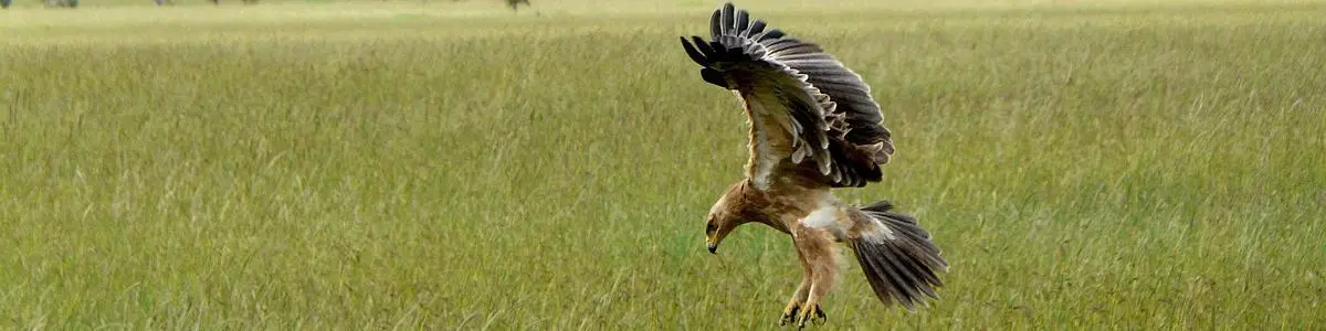 Seronera (Serengeti), Tanzanie