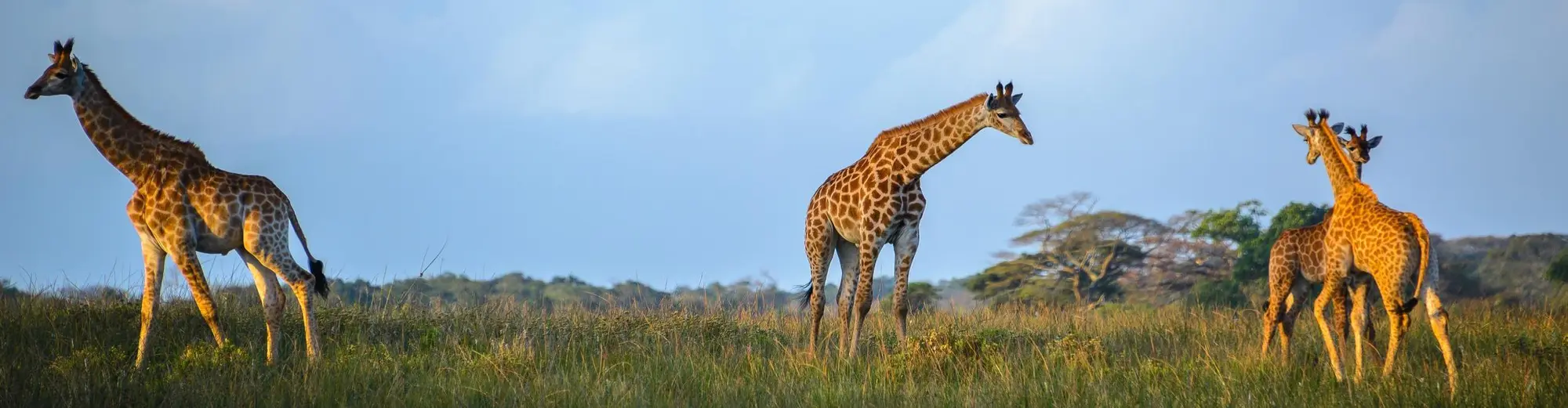 St. Lucia, Güney Afrika