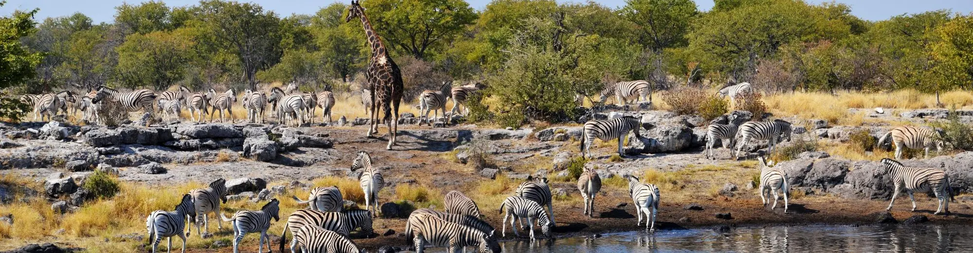 Taman Negara Etosha, Namibia