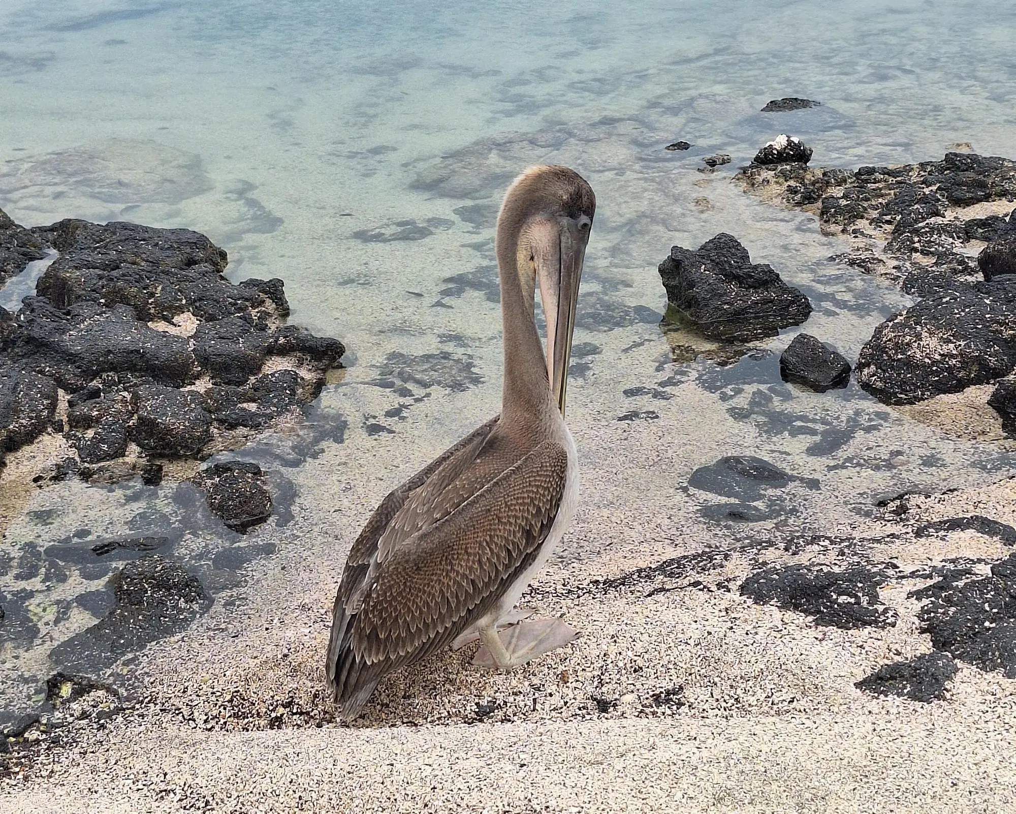 Full Galapagos Island / 9 days