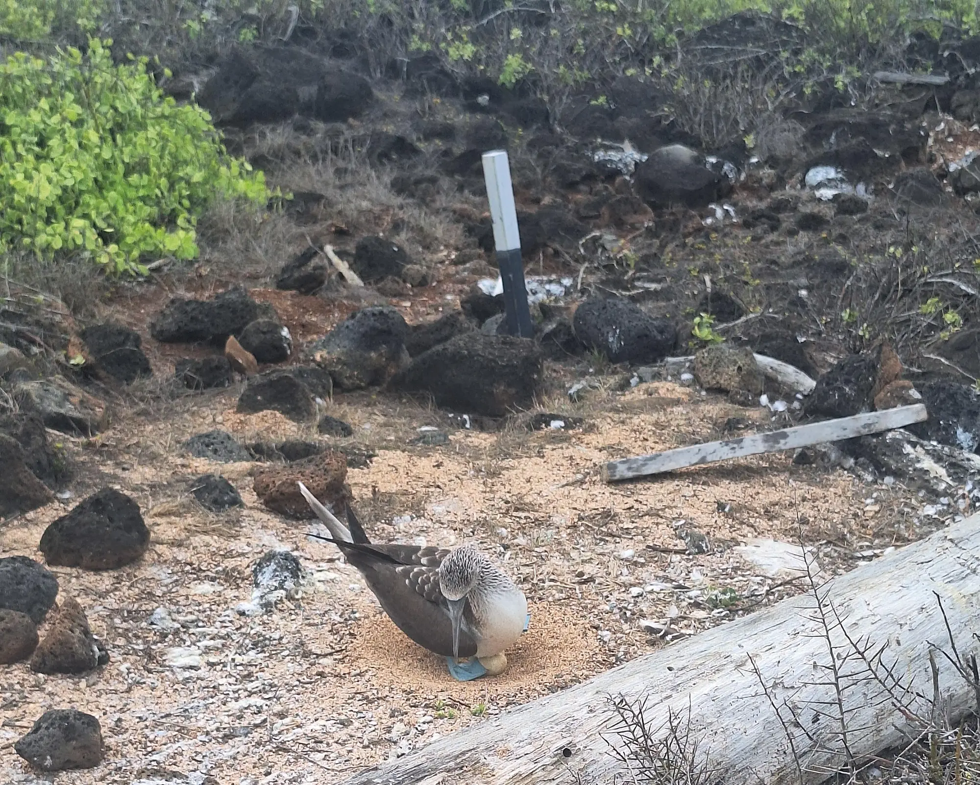 Full Galapagos Island / 9 days