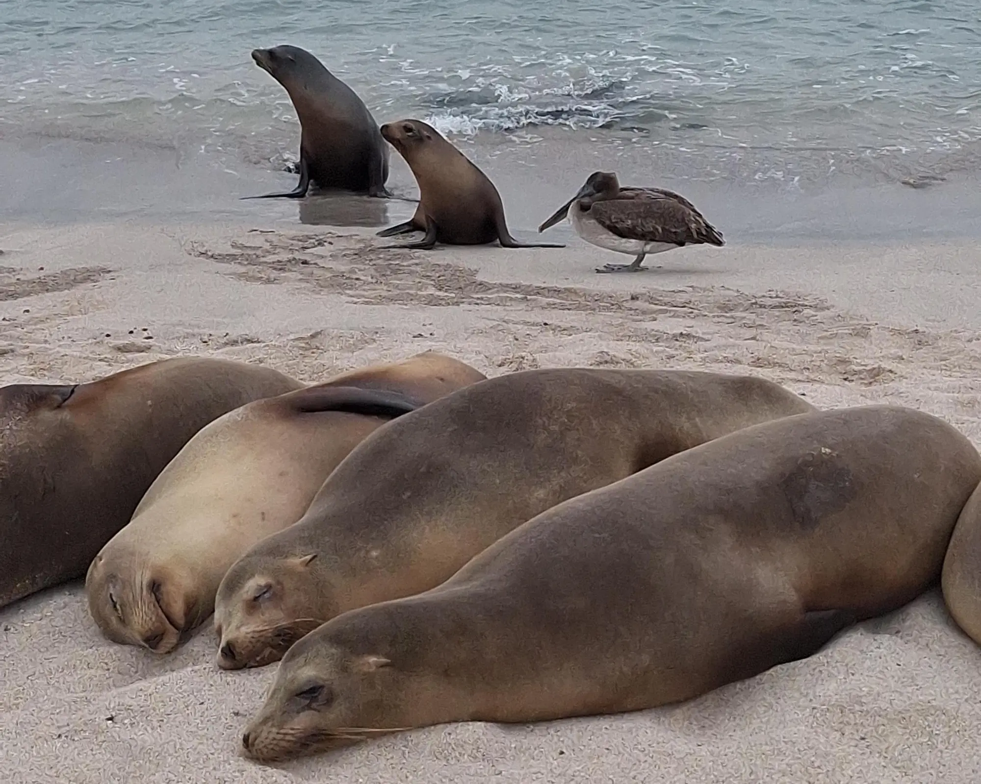 Full Galapagos Island / 9 days