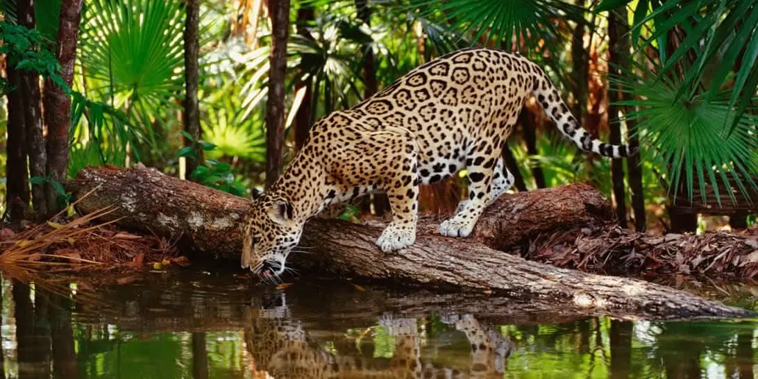 DÍA 06. LACANJA – PALENQUE