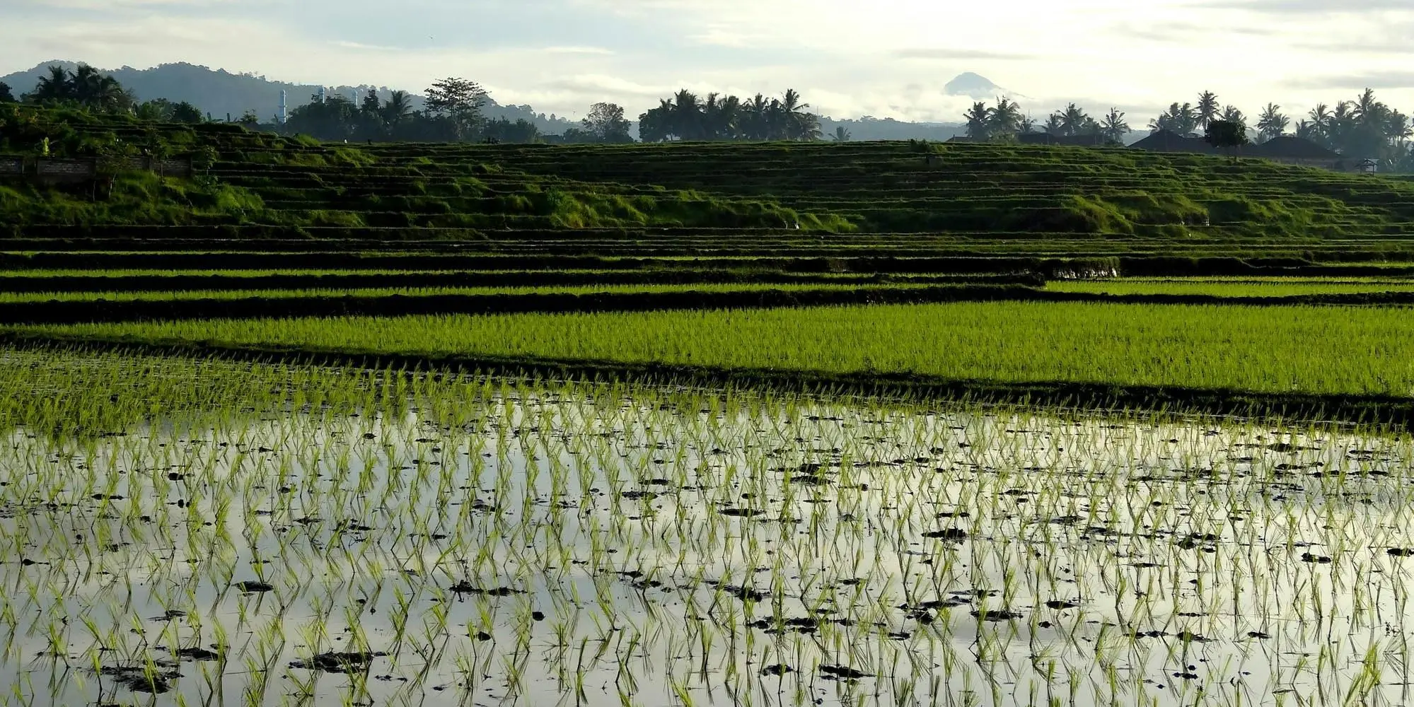 DAY 5: EXCURSION TO UBUD AND RICE FIELDS