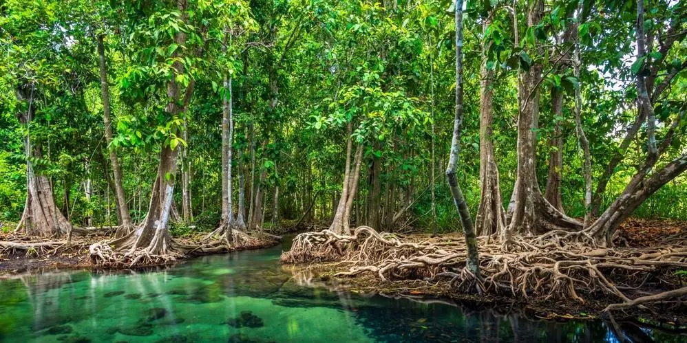 DAY 6: KAYAK THROUGH KRABI'S MANGROVES