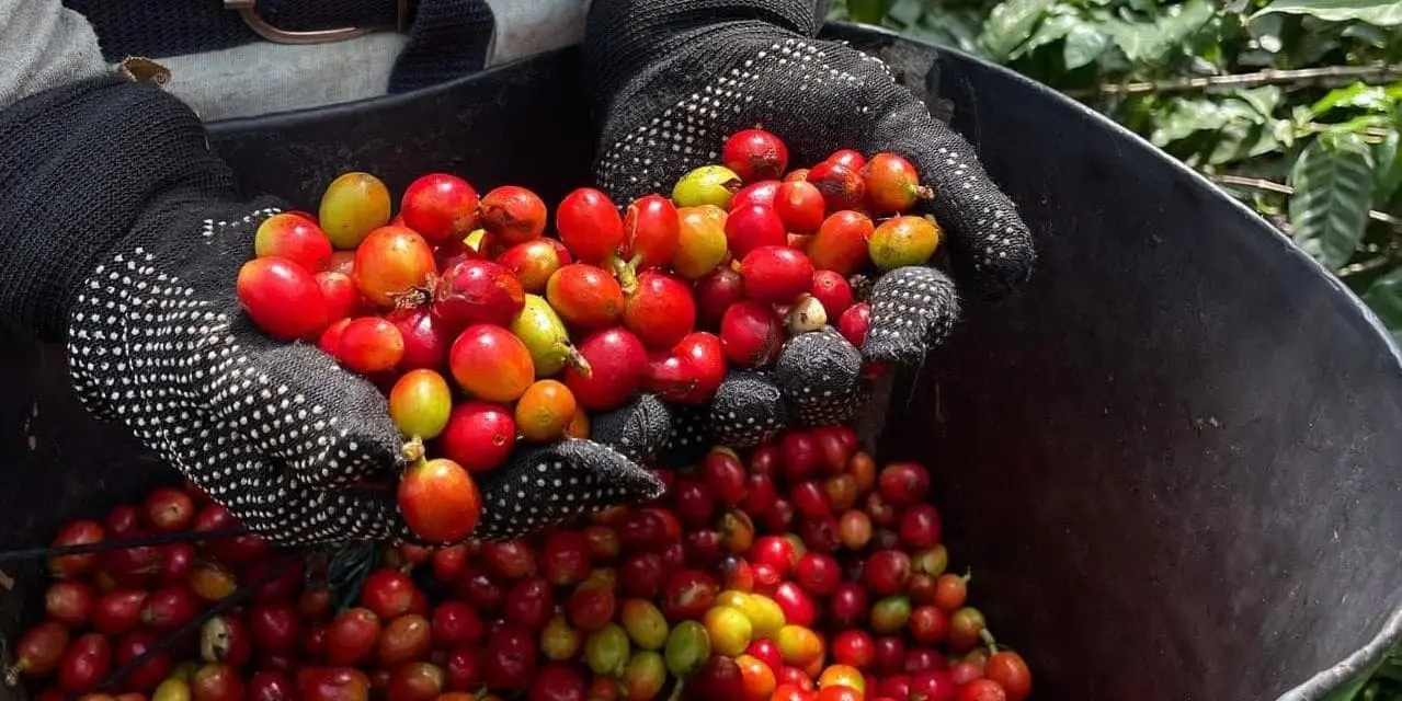 Must-See Colombia: MDE + PCC + CTG