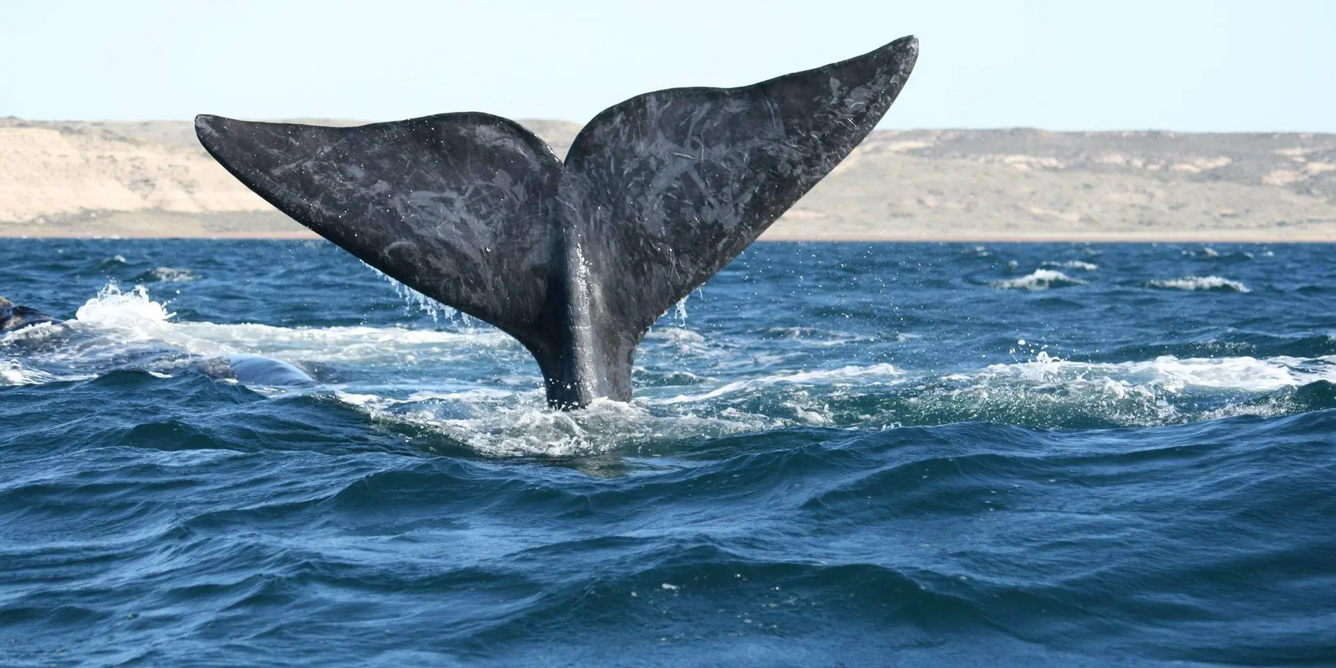 Puerto Madryn- Peninsula Valdés