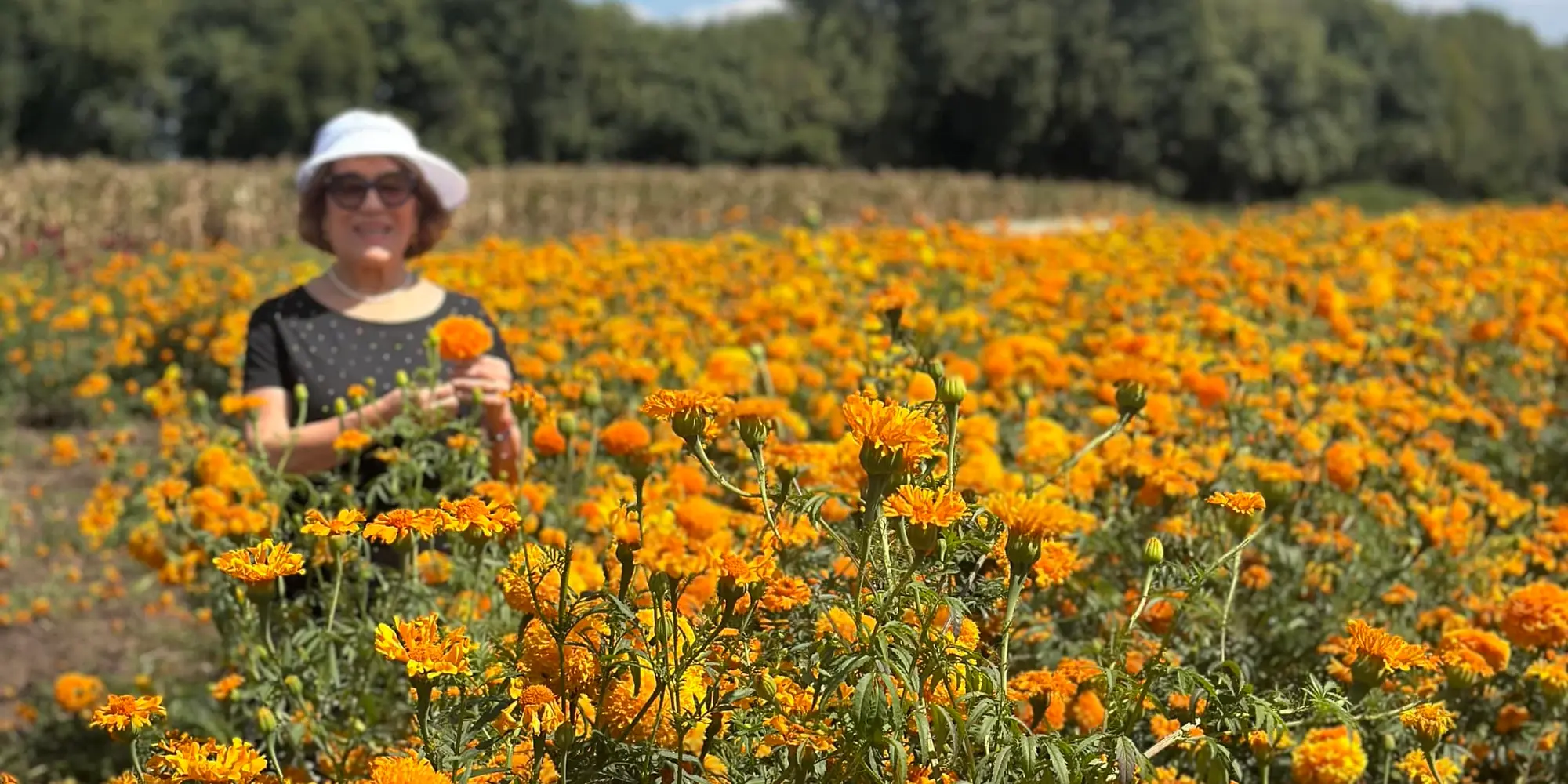 DÍA 02 (31 OCT)    CAMPOS DE CEMPASÚCHIL + TALLER DE CATRINAS Y FERIA DE LA CATRINA