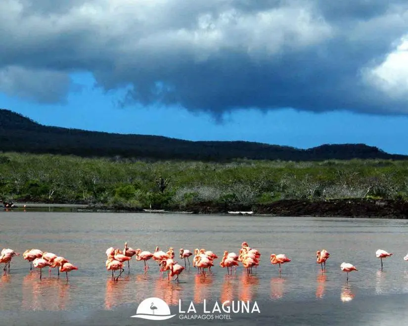 LA LAGUNA 
