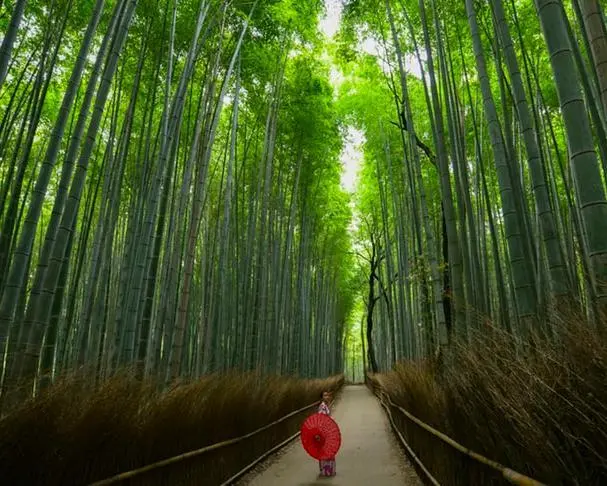 Estensione 1 notte a Kyoto