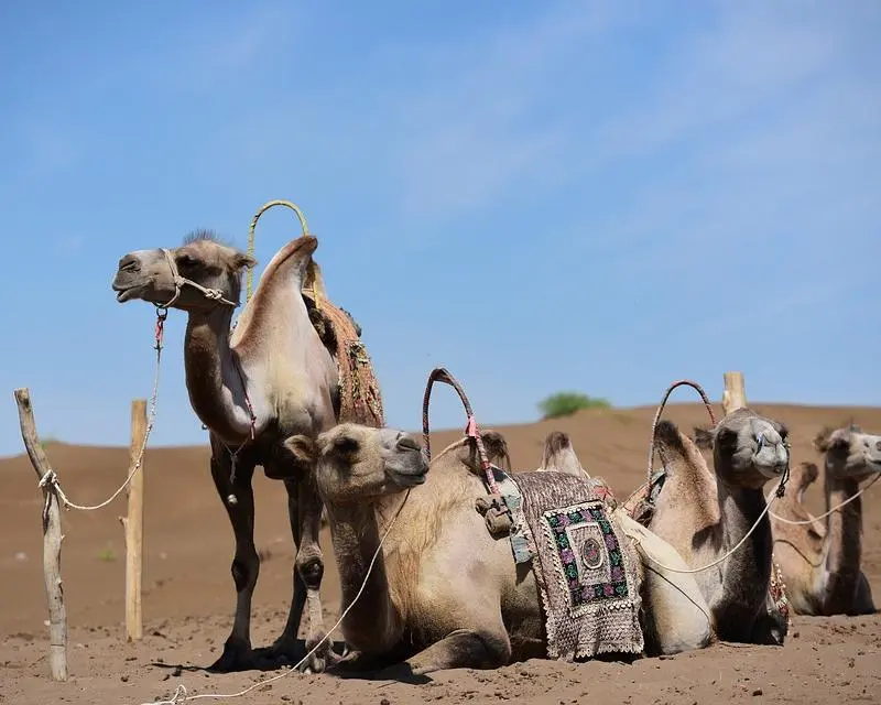 China con Essential Xinjiang