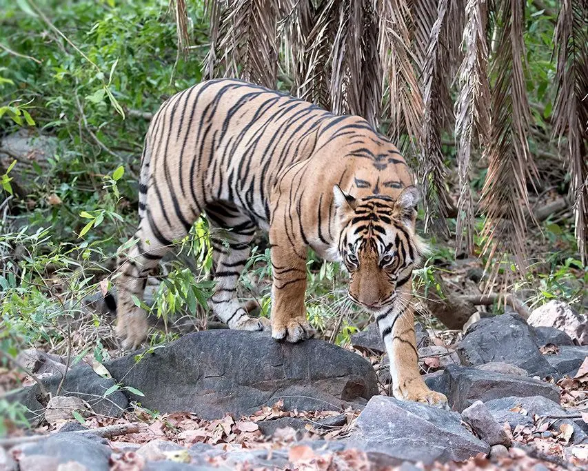 Ranthambore, Índia