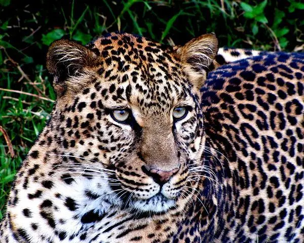 Kenya Big Five Explorer Safari