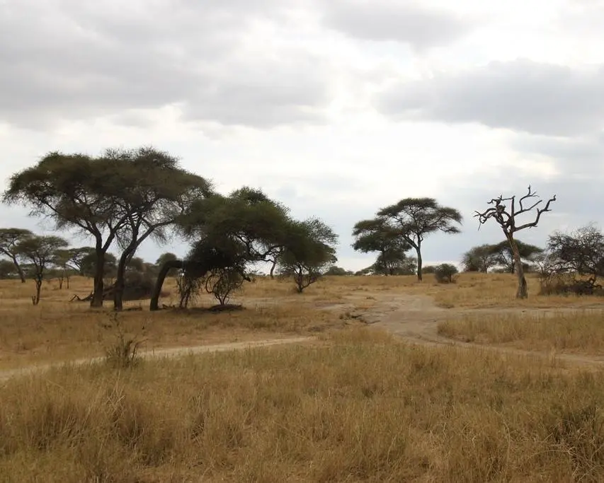 Parque Nacional de Tarangire, Tanzânia