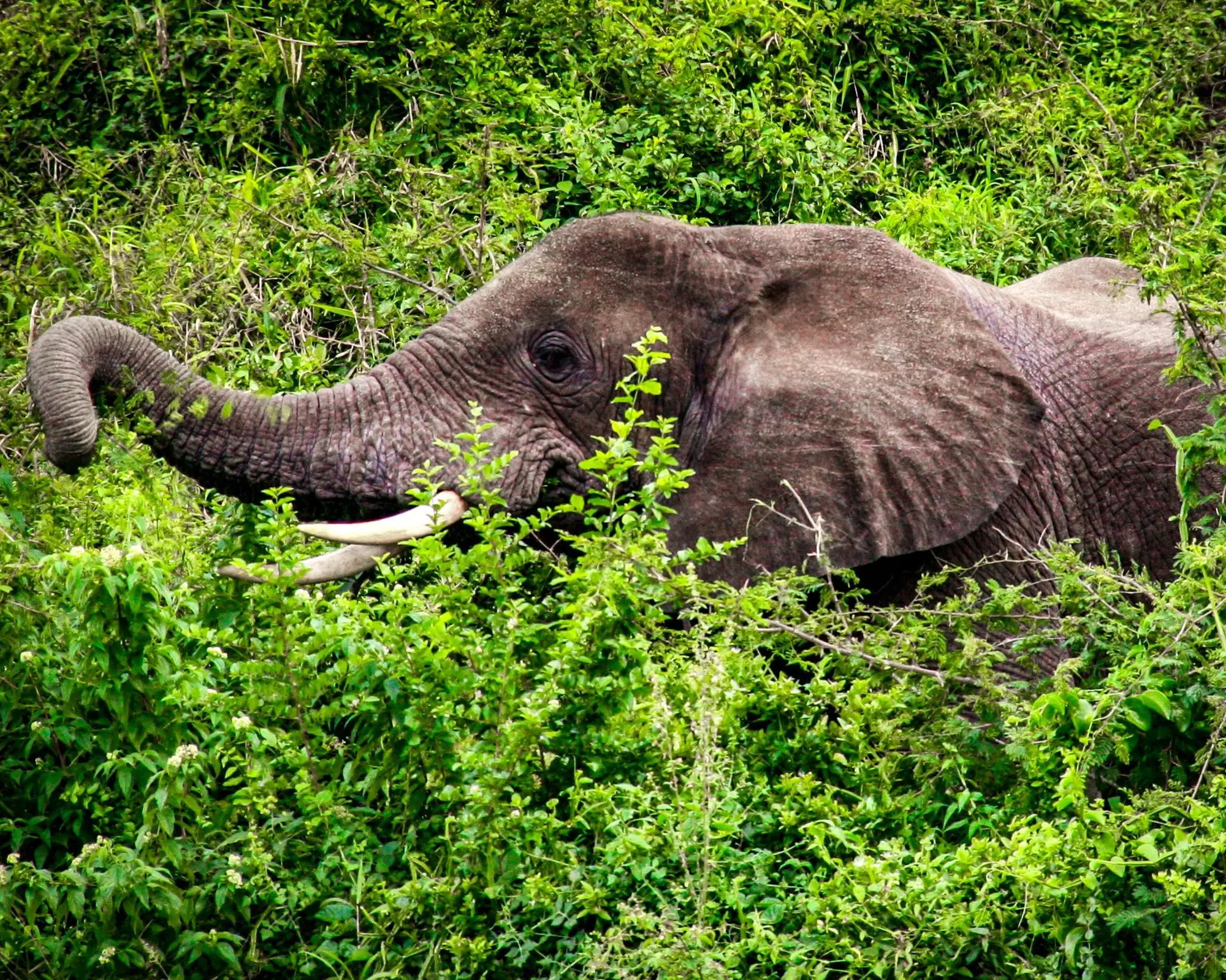 Thousand Hills Safari