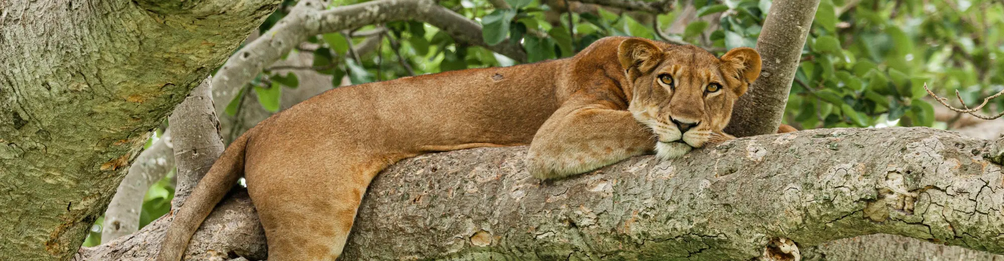 Parco Nazionale Queen Elizabeth, Uganda