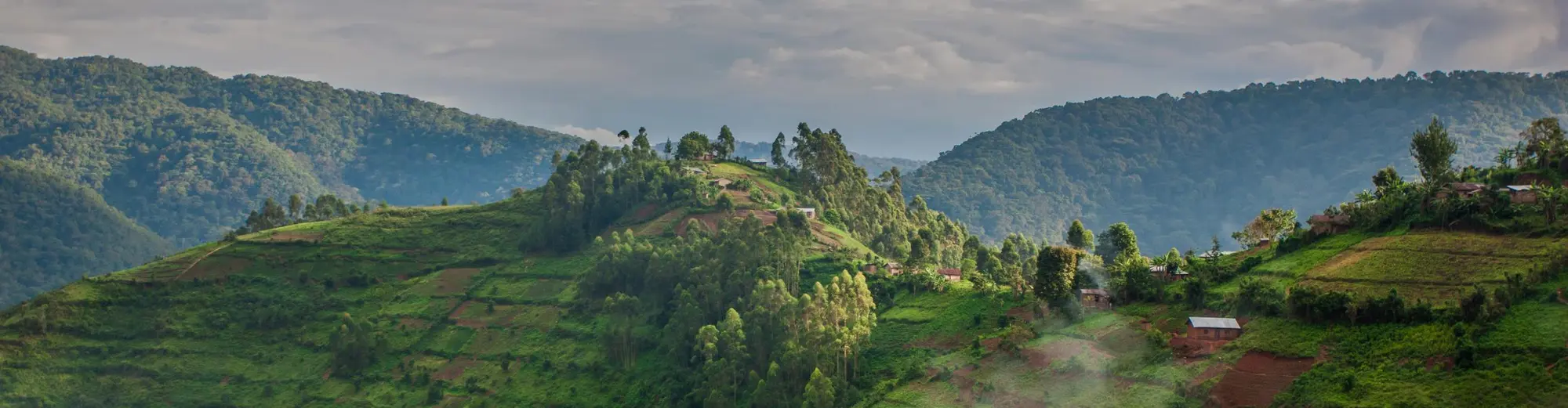 Foresta Impenetrabile di Bwindi, Uganda