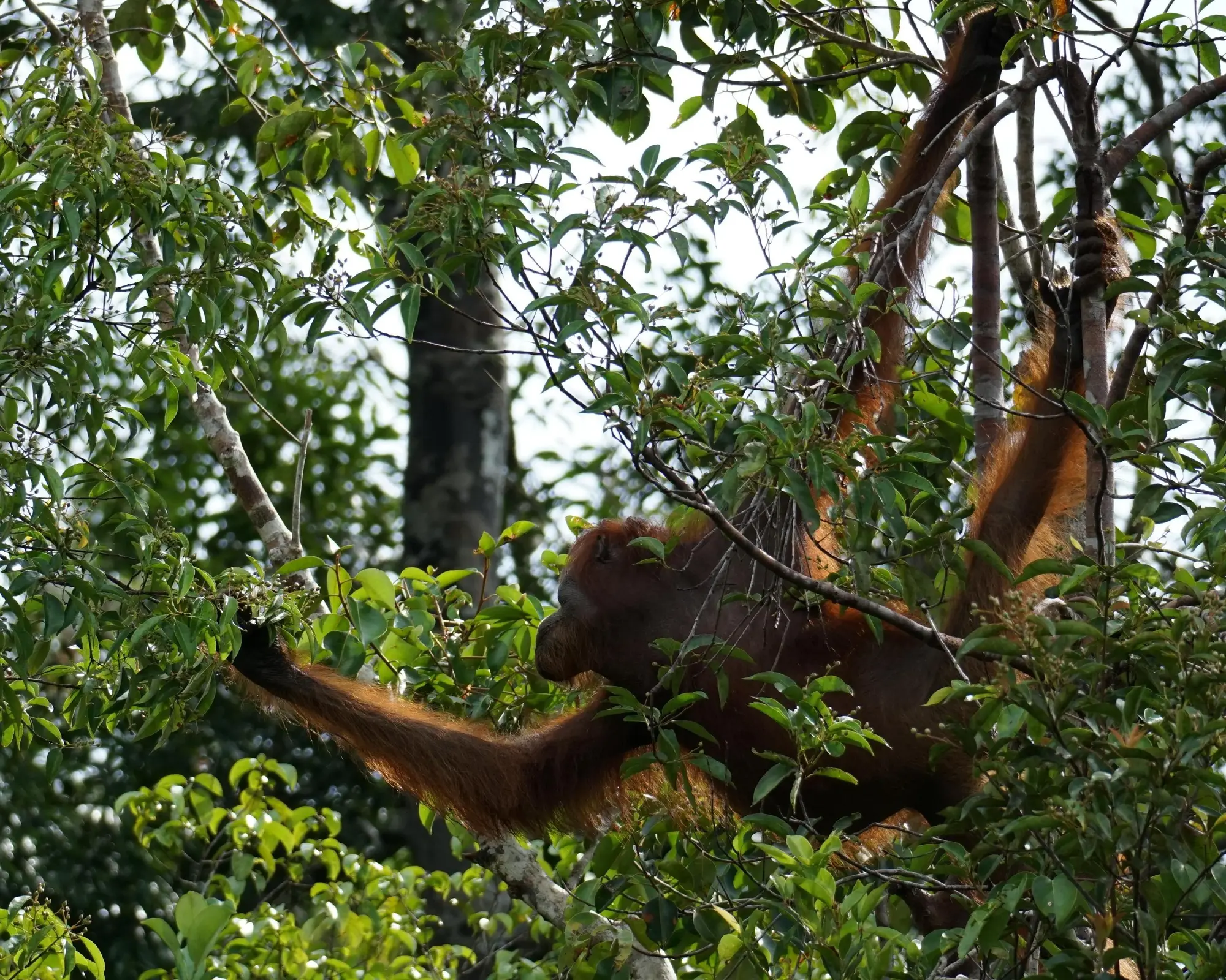 Orangutan Adventure Tanjung Puting