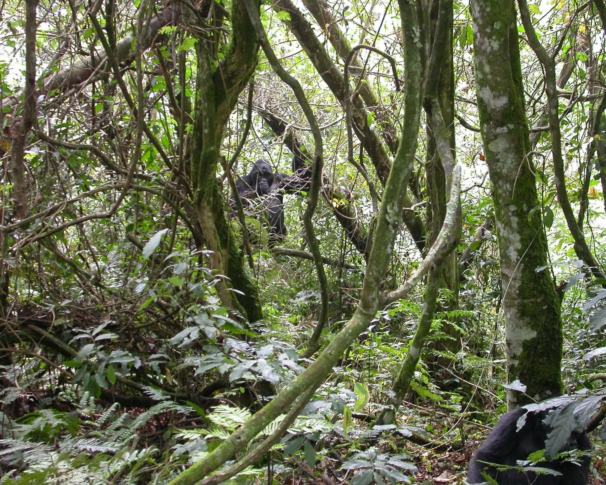 Foresta Impenetrabile di Bwindi, Uganda