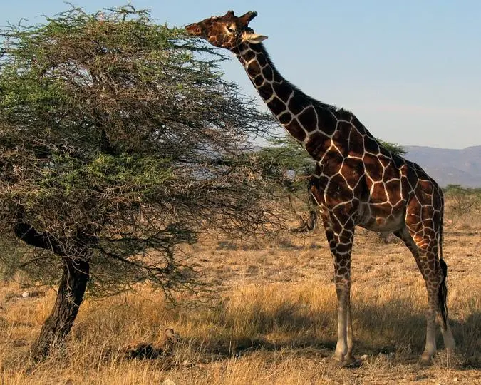 Kenya Big Five Explorer Safari