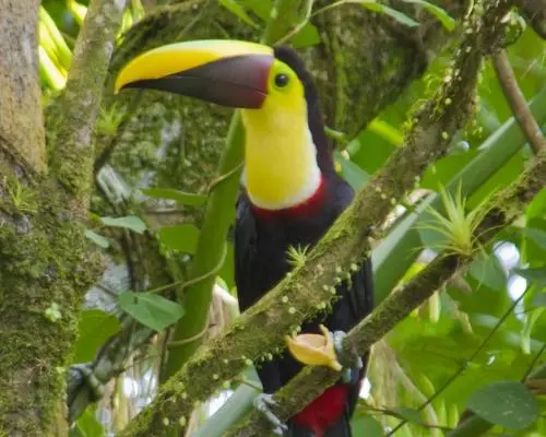 Entre Jungle, Plages et Volcan