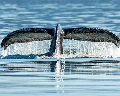 Icy Strait Point AK, امریکا