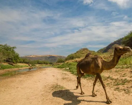 سلالها, عمان