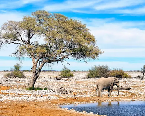 Taman Negara Etosha, Namibia