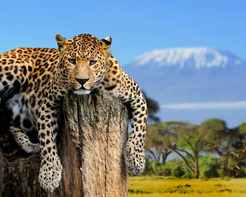 Kilimanjaro, Tansania