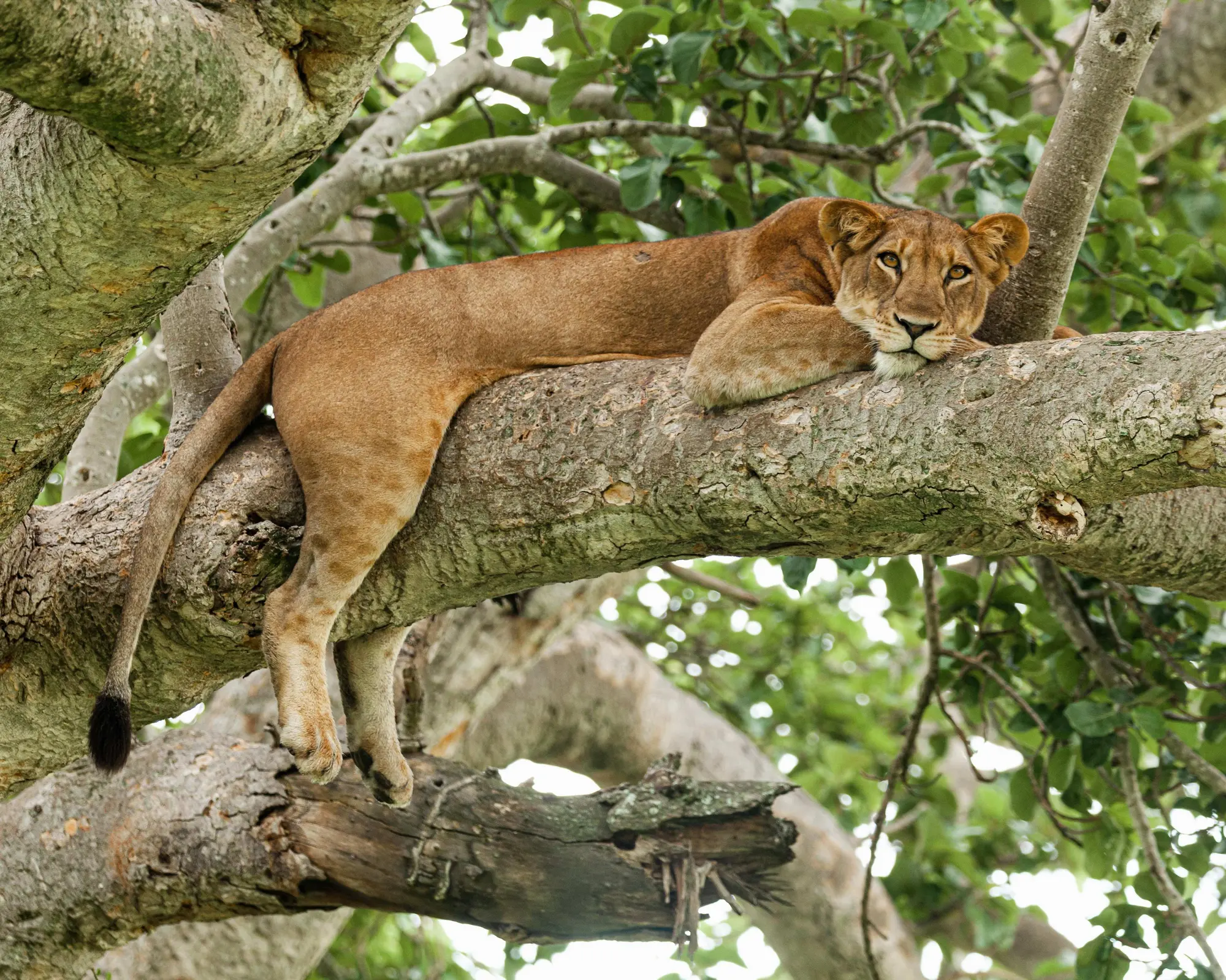 Parco Nazionale Queen Elizabeth, Uganda