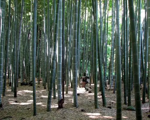 Immersion au Japon