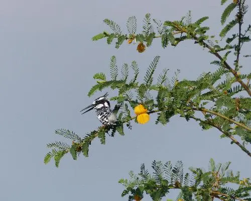 Thousand Hills Safari