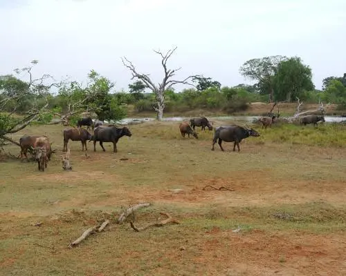 Parco nazionale di Yala, Sri Lanka
