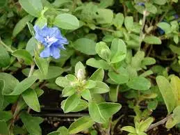 Kahului HI, Stati Uniti d'America