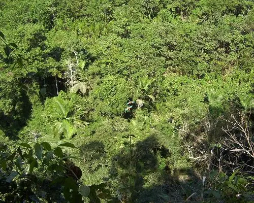 Central Jungle Basic 02 Days / 01 Night