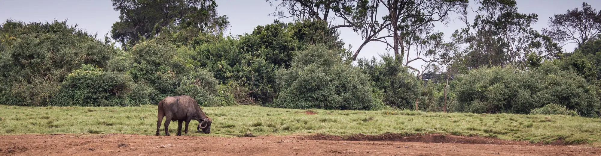 Parco nazionale di Aberdare, Kenia