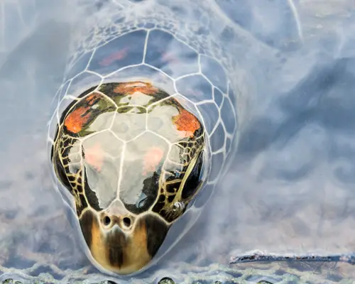 Entre Jungle, Plages et Volcan