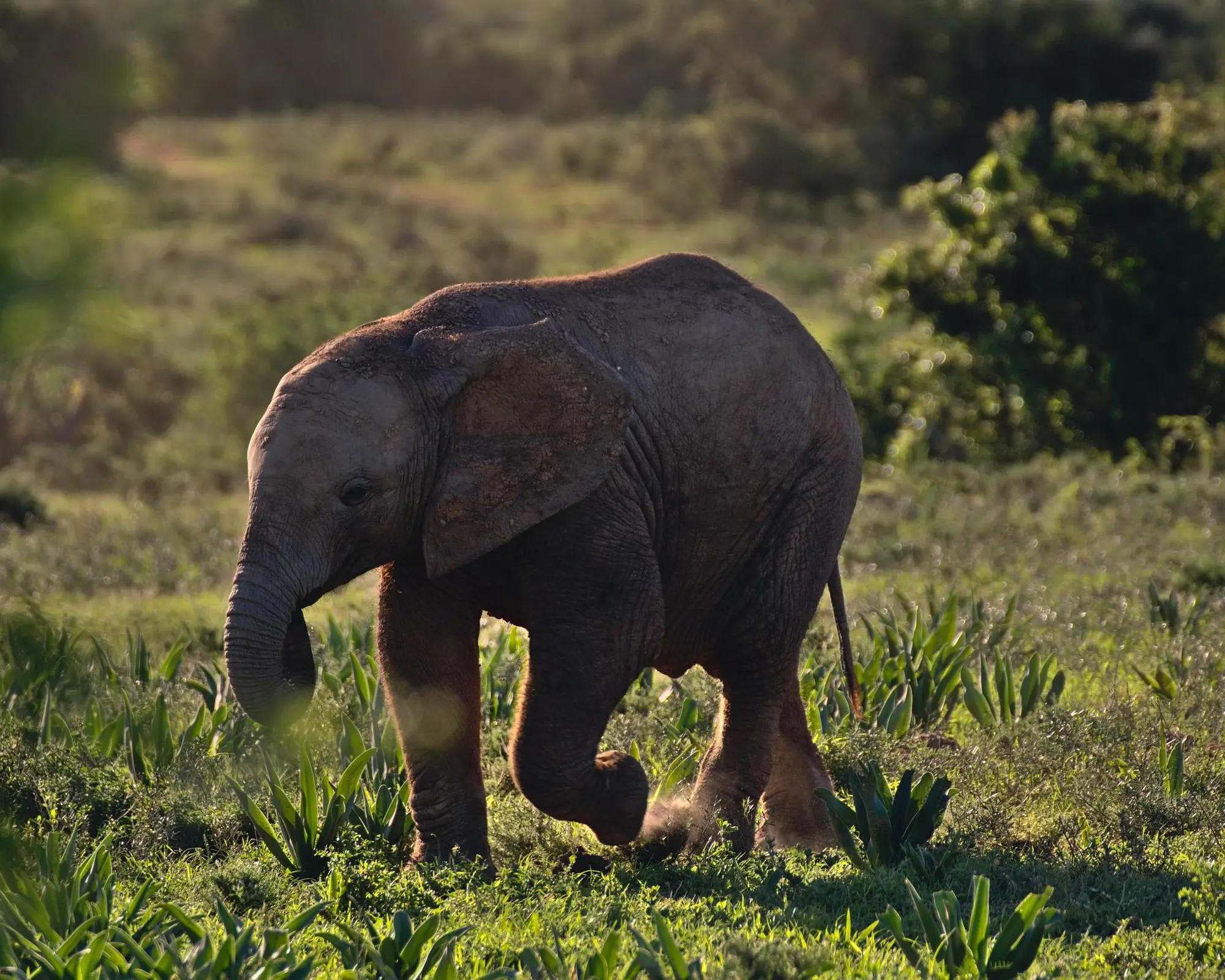 Thousand Hills Safari
