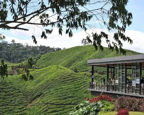 Cameron Highlands, Malaysia