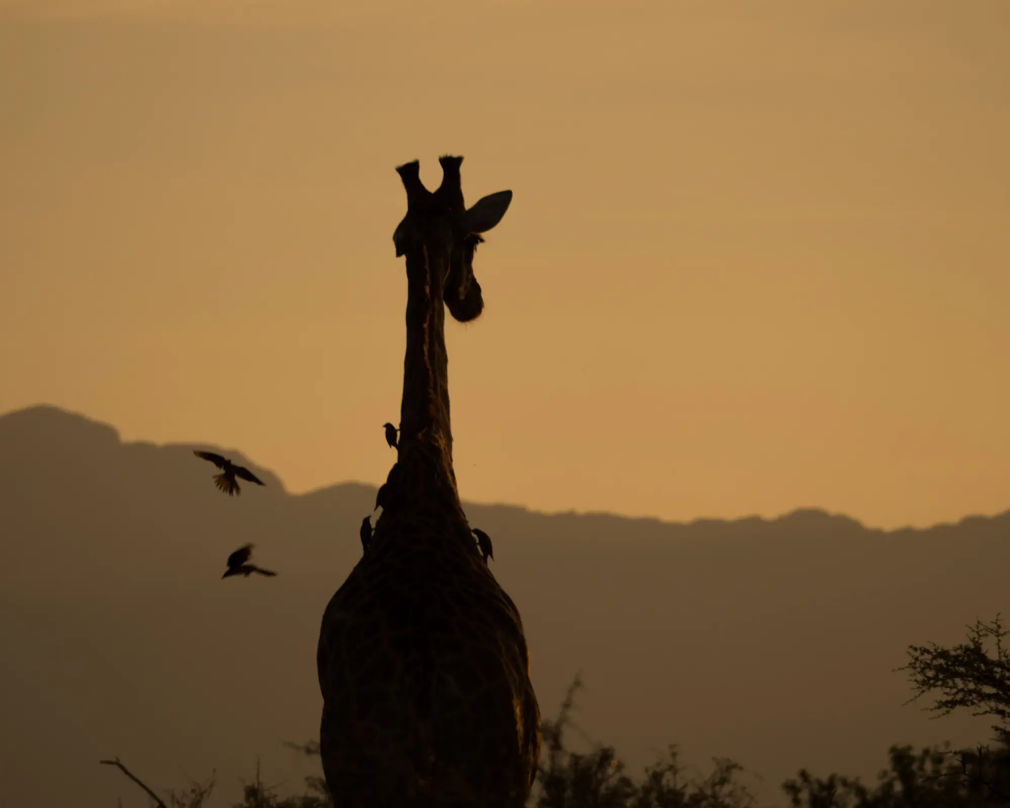 Makalali Reserve, جنوب أفريقيا