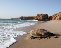 Image - A Green Turtles Tour