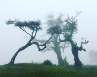 Image - Tropical Paradise (Salalah)