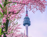 Image - Corea Multicolor