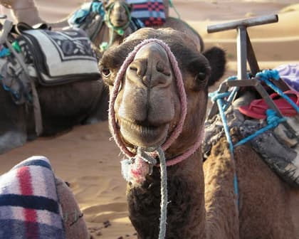 Immagine - Città Imperiali del Marocco 